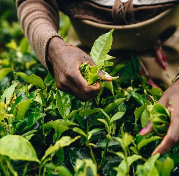 Petani memetik daun teh hijau segar